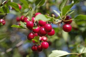 Cherry Producers for Wholesalers
